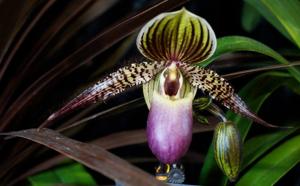 Paphiopedilum Transdoll