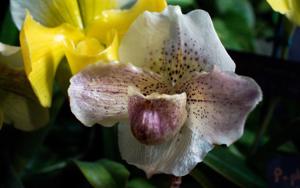 Paphiopedilum Via Ojai