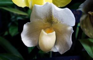 Paphiopedilum White Knight