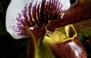 Paphiopedilum Winston Churchill