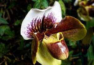 Paphiopedilum Winston Churchill