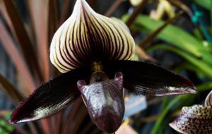 Paphiopedilum Hawaiian Treasure