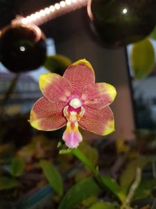 Phalaenopsis Zheng Min Lacewing