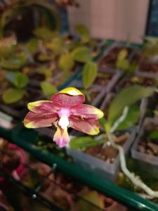 Phalaenopsis Zheng Min Lacewing