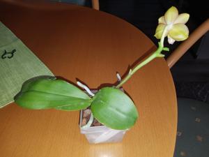 Phalaenopsis Zheng Min Lacewing