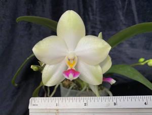 Phalaenopsis Mituo Diamond Canary