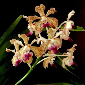 Vanda St Catharine’s College, Cambridge