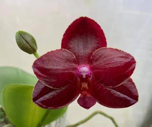 Phalaenopsis Miro Mosla