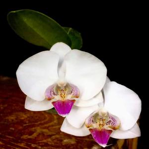 Phalaenopsis Heah Cheng Sui