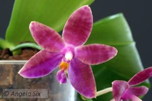 Phalaenopsis Violet Charm