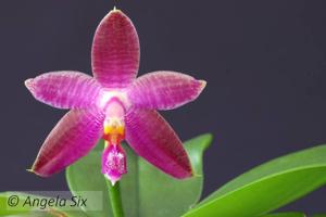 Phalaenopsis Sulaceous