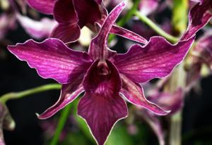 Dendrobium Big Alex