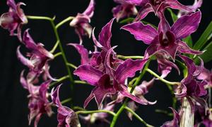 Dendrobium Big Alex