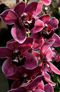 Cymbidium Betty Watt