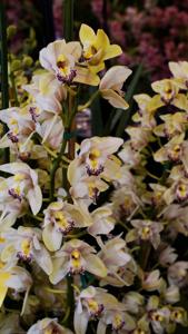 Cymbidium Breunor