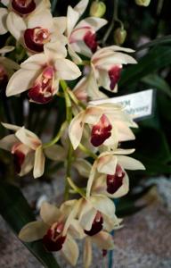 Cymbidium Current Odyssey