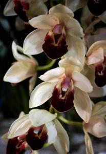 Cymbidium Current Odyssey