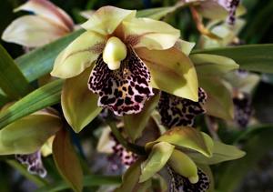 Cymbidium Kris Kallman