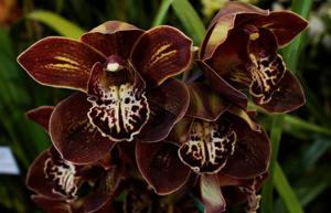 Cymbidium Rhode Island Red