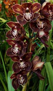 Cymbidium Rhode Island Red