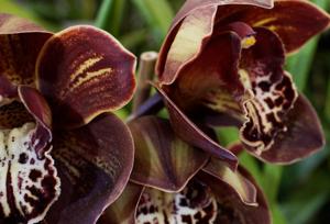 Cymbidium Rhode Island Red