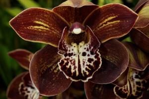 Cymbidium Rhode Island Red