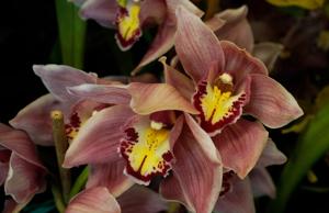 Cymbidium Winter Castle-Firewheel