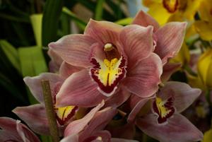 Cymbidium Winter Castle-Firewheel