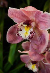 Cymbidium Via Haute-Pink