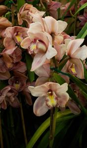 Cymbidium Via Haute-Pink