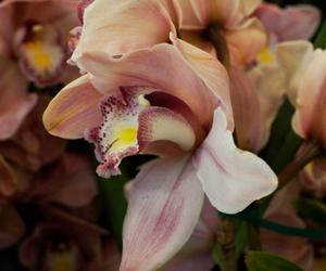 Cymbidium Via Haute-Pink