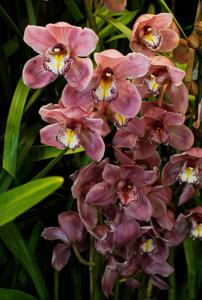 Cymbidium Via Haute-Pink