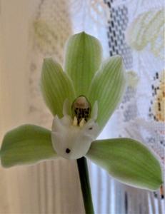 Cymbidium Nagalex