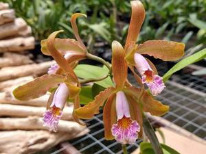 Cattleya Juno