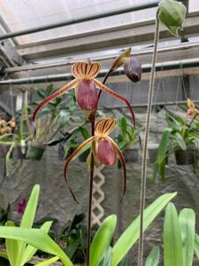 Paphiopedilum Shin Yi Gigantic