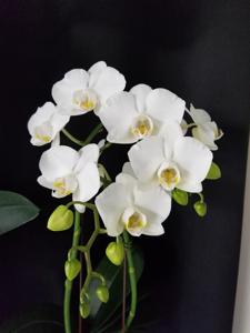 Phalaenopsis Rong Guan Amah