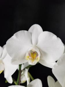 Phalaenopsis Rong Guan Amah