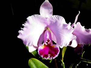 Cattleya Wintermärchen