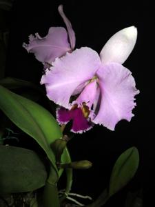 Cattleya Wintermärchen