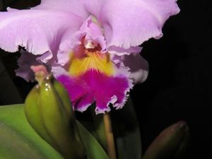 Cattleya Wintermärchen