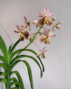 Vanda Tatzeri