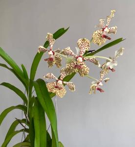 Vanda Burgeffii