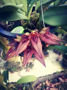 Bulbophyllum JM Guilloty