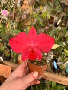 Cattleya Joyful Heart