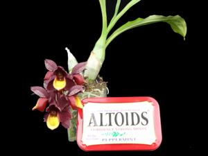 Catasetum aikoae