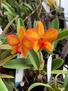 Cattleya Pole-Star