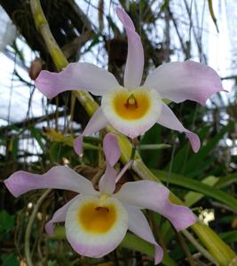 Dendrobium Clarense