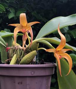 Bulbophyllum Agathe