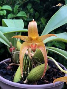 Bulbophyllum Agathe