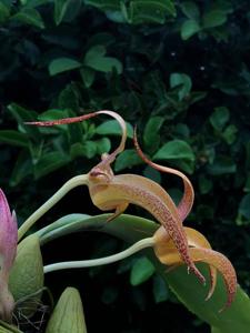 Bulbophyllum Agathe